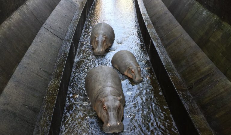 東京澀谷河川冒出「3頭河馬」　路過民眾大騷動：還有人來抓！