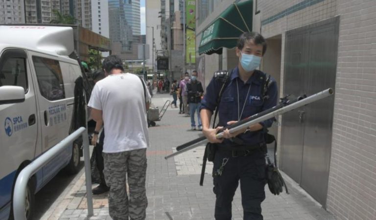 淘大花園野鴿被困冷氣機 愛協帶走治療
