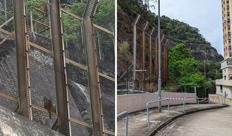 猴子伏屍葵涌山坡猴群徘徊在旁 清潔女工被抓傷